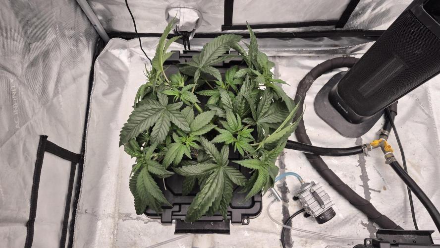 Canuk Seeds - RDWC. Week 5 - Wedding Cake