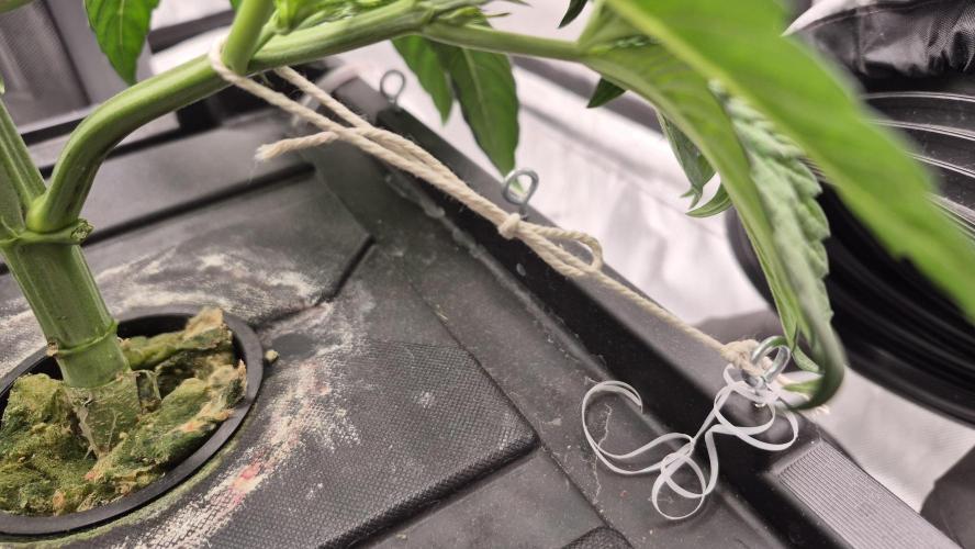 Canuk Seeds - RDWC. Week 5