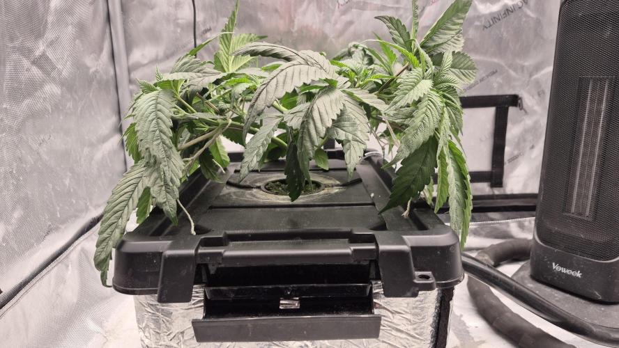 Canuk Seeds - RDWC. Week 5 - Wedding Cake