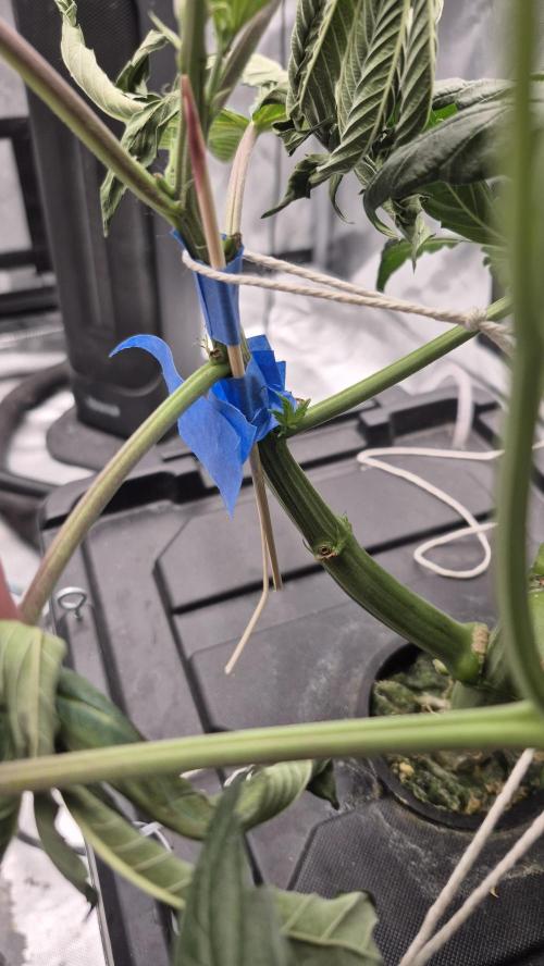 Canuk Seeds - RDWC. Week 7 - Broken stem mending well after it was braced and taped.