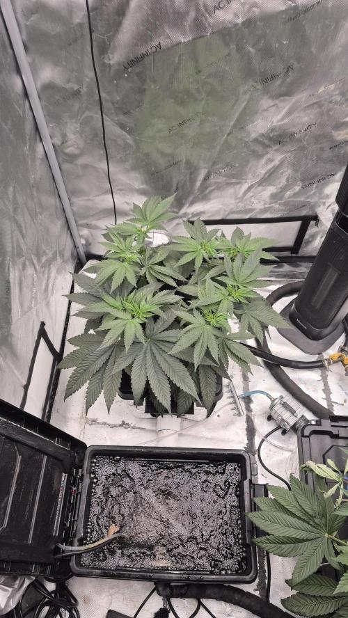 Canuk Seeds - RDWC. Week 7 - Wedding cake