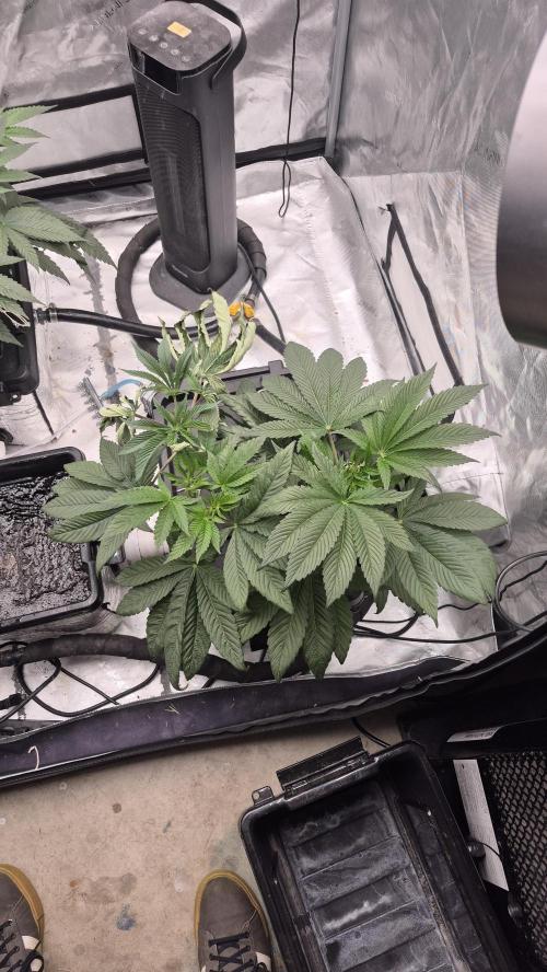 Canuk Seeds - RDWC. Week 7 - La Conf.