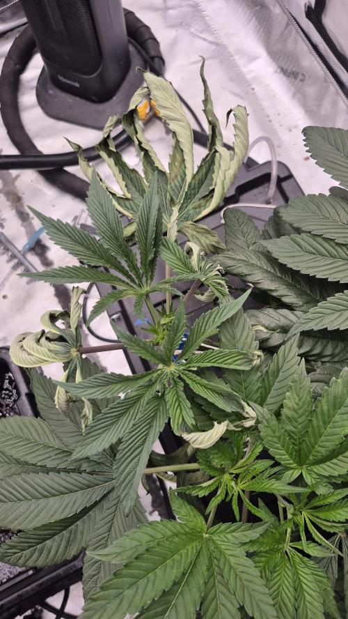 Canuk Seeds - RDWC. Week 7 - Mended branch coming back to life.