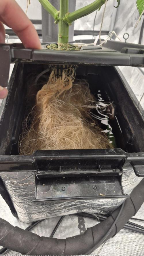 Canuk Seeds - RDWC. Week 7 - LA Conf. Root ball