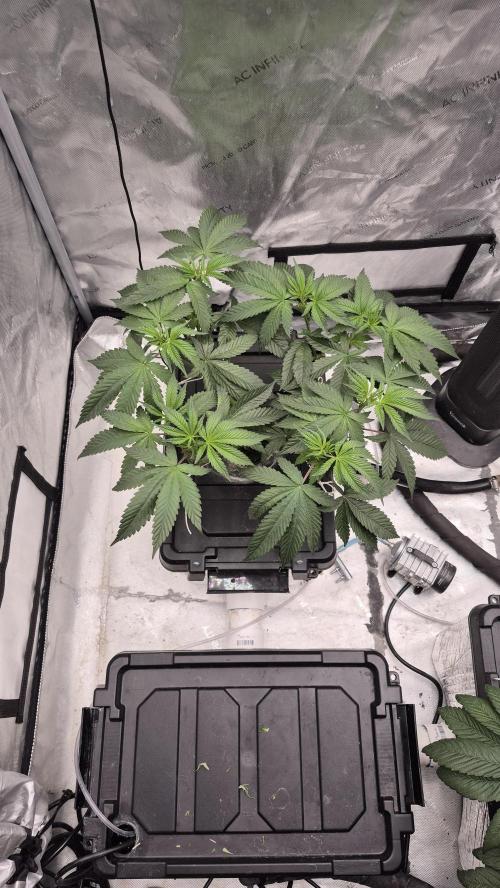 Canuk Seeds - RDWC. Week 7
