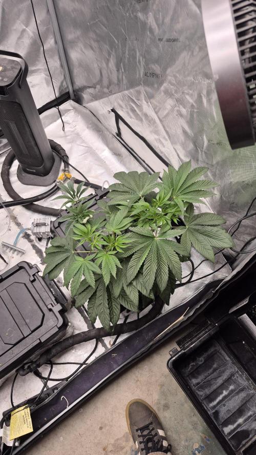 Canuk Seeds - RDWC. Week 7