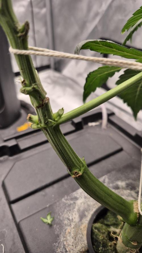 Canuk Seeds - RDWC. Week 7 - LA Conf branch after tape removed. Still mending and needs to be supported.