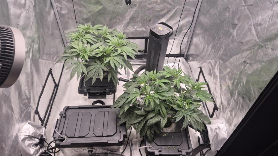 Canuk Seeds - RDWC. Week 7 - End of week 7 and the girls are looking better