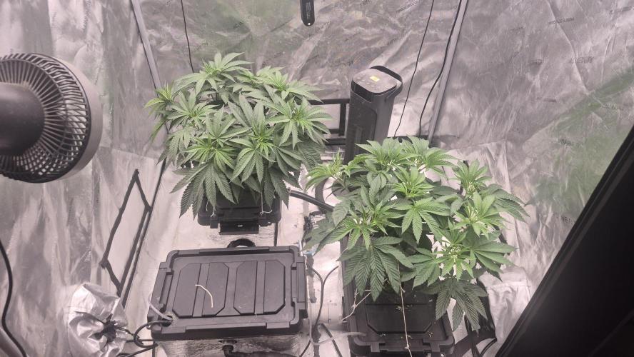 Canuk Seeds - RDWC. Week 8