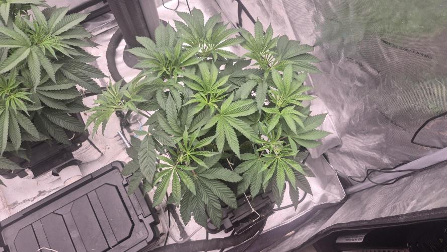 Canuk Seeds - RDWC. Week 8