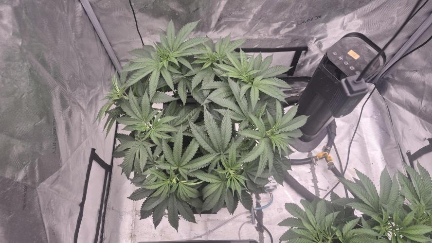 Canuk Seeds - RDWC. Week 8