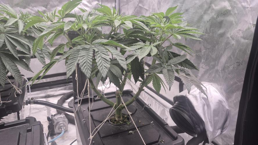 Canuk Seeds - RDWC. Week 8