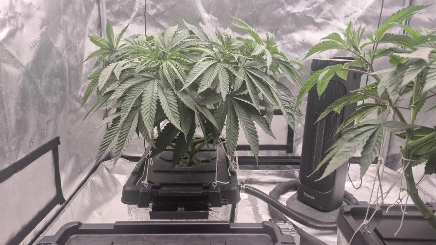 Canuk Seeds - RDWC. Week 8