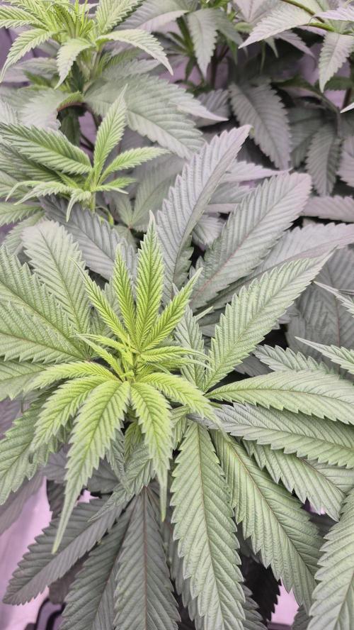 Canuk Seeds - RDWC. Week 10