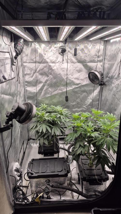 Canuk Seeds - RDWC. Week 10