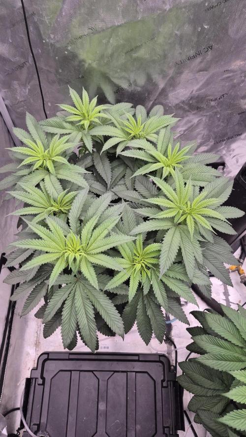 Canuk Seeds - RDWC. Week 10