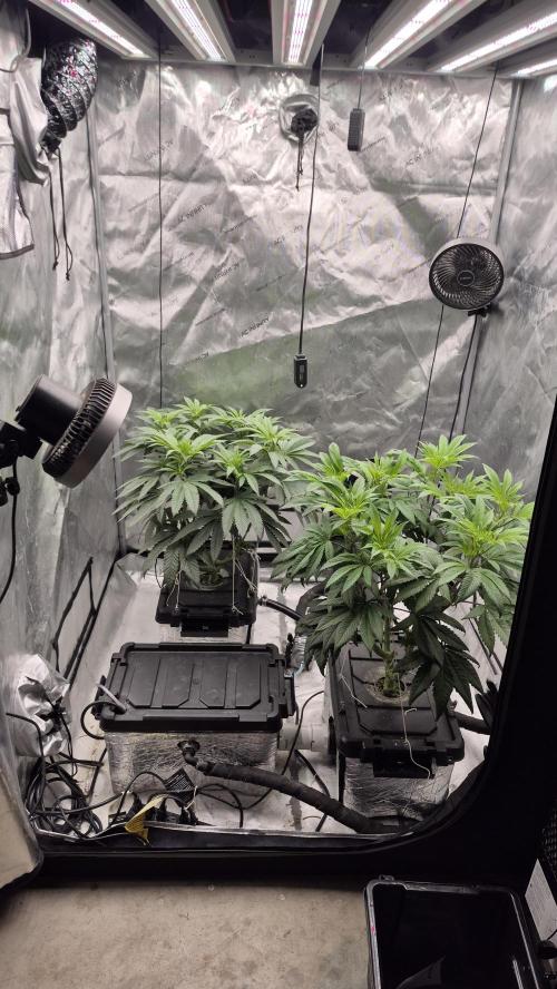 Canuk Seeds - RDWC. Week 10