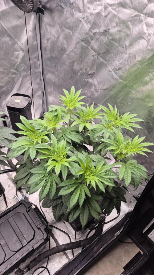 Canuk Seeds - RDWC. Week 10