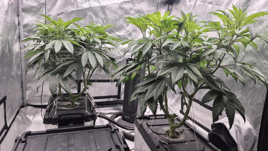 Canuk Seeds - RDWC. Week 10