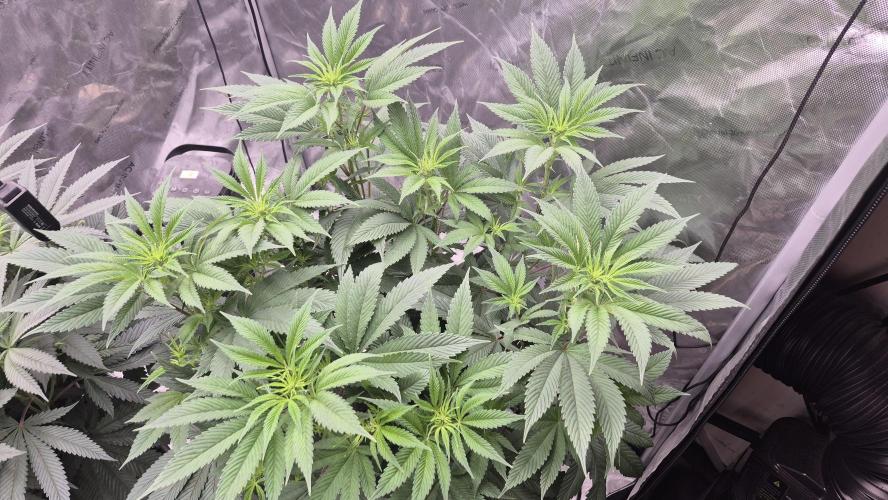 Canuk Seeds - RDWC. Week 11 - LA Confidential