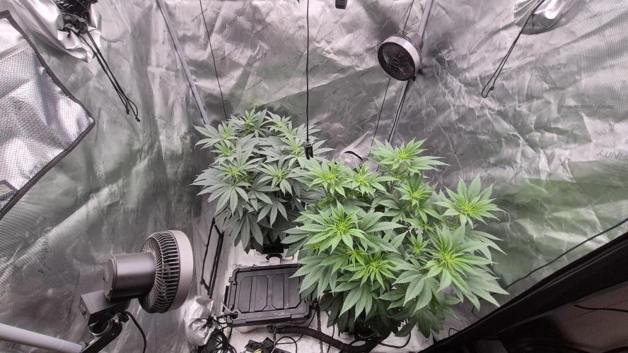 Canuk Seeds - RDWC. Week 11