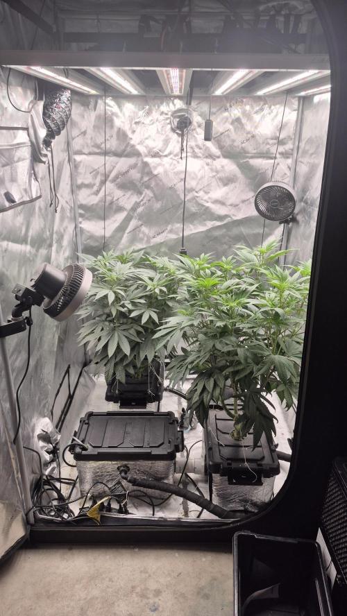 Canuk Seeds - RDWC. Week 11