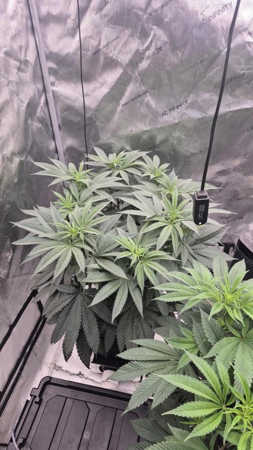 Canuk Seeds - RDWC. Week 11 - Wedding Cake