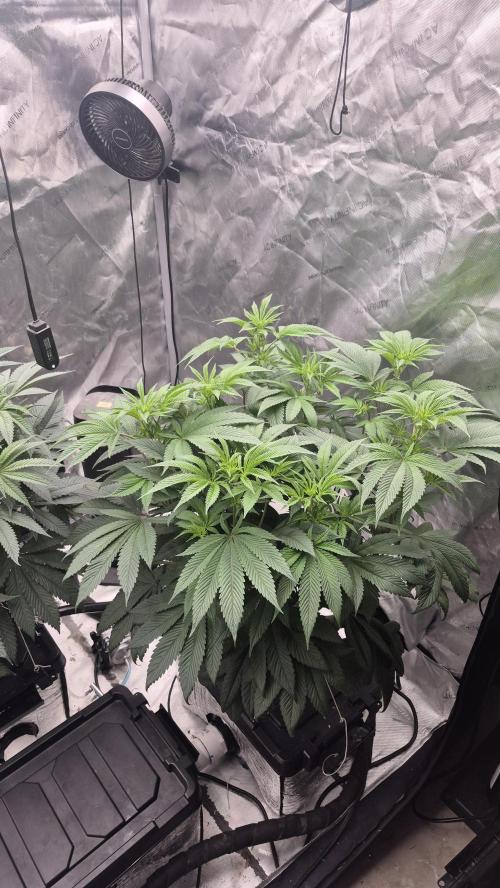 Canuk Seeds - RDWC. Week 11