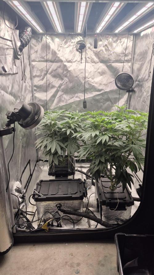 Canuk Seeds - RDWC. Week 11