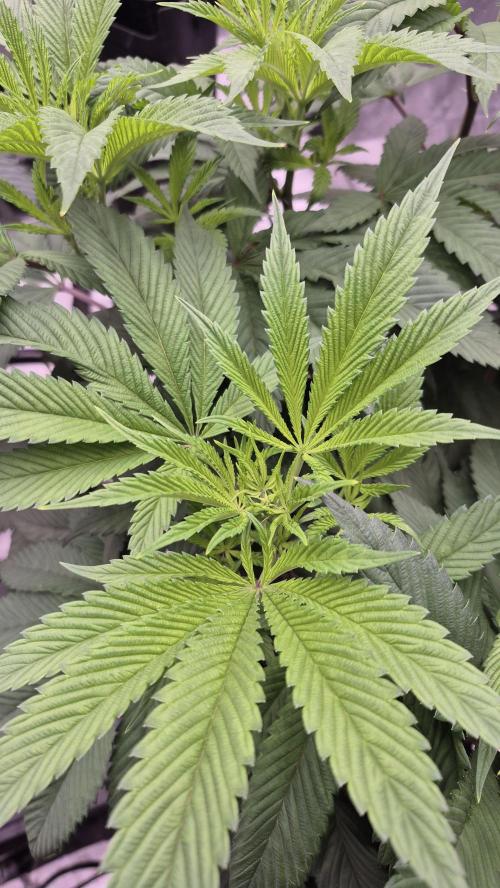 Canuk Seeds - RDWC. Week 11