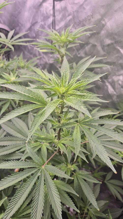 Canuk Seeds - RDWC. Week 12 - LA Confidential