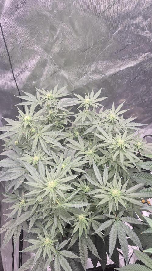 Canuk Seeds - RDWC. Week 12 - Wedding Cake