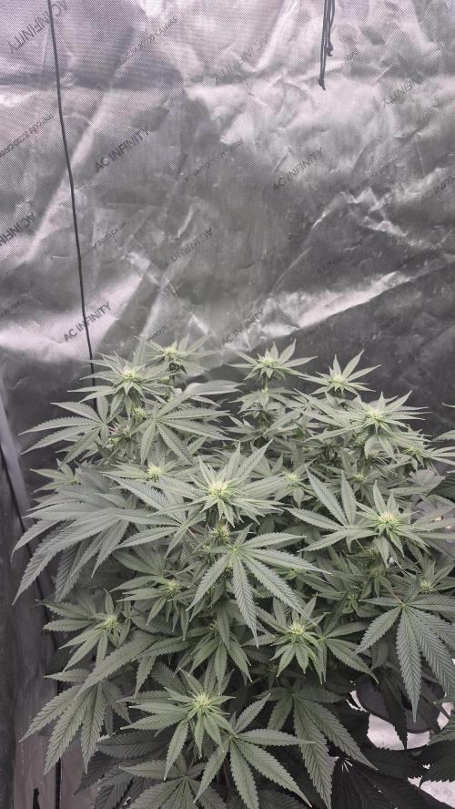 Canuk Seeds - RDWC. Week 12 - Wedding Cake