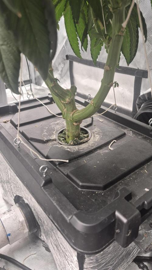 Canuk Seeds - RDWC. Week 12 - LA Confidential