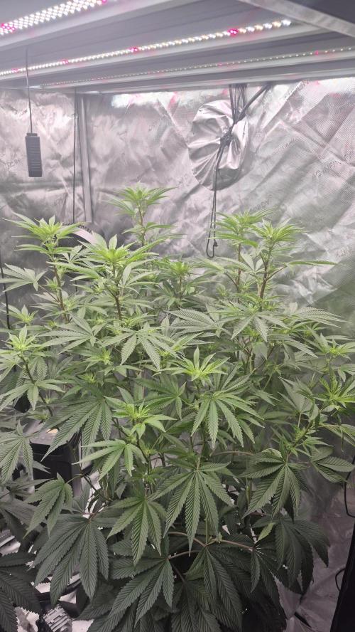 Canuk Seeds - RDWC. Week 12 - LA Confidential