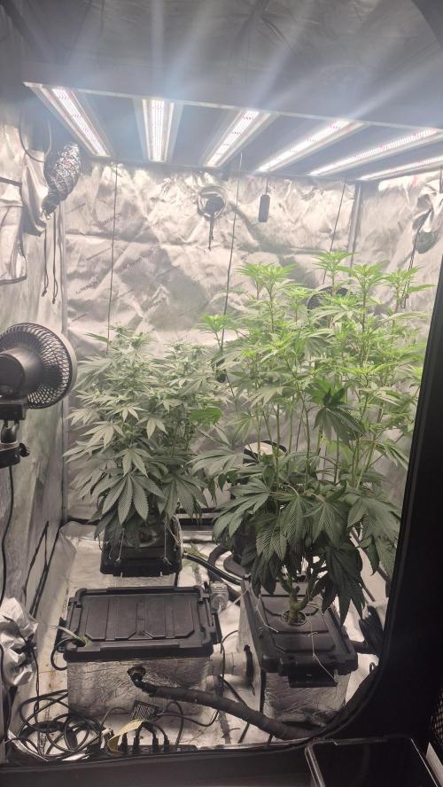 Canuk Seeds - RDWC. Week 12 - Tent