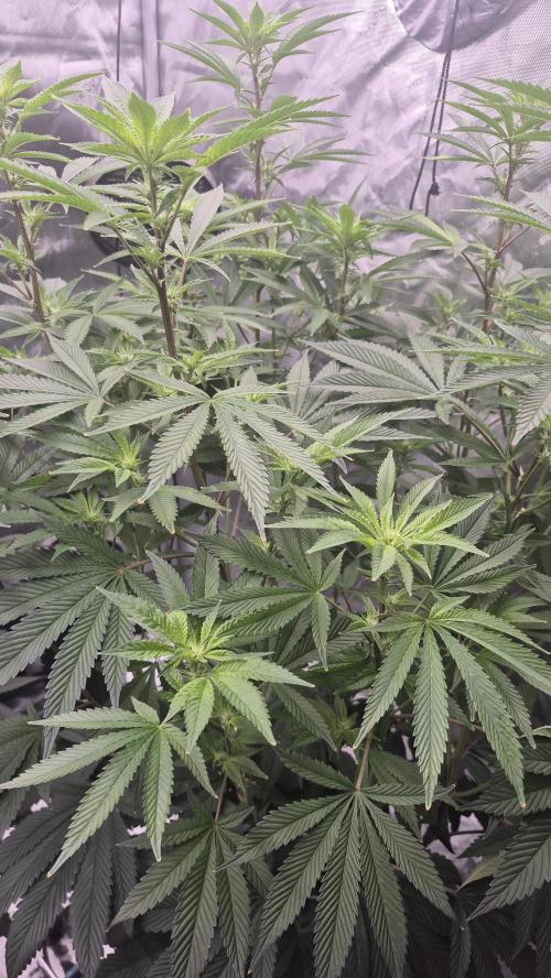 Canuk Seeds - RDWC. Week 12 - LA Confidential