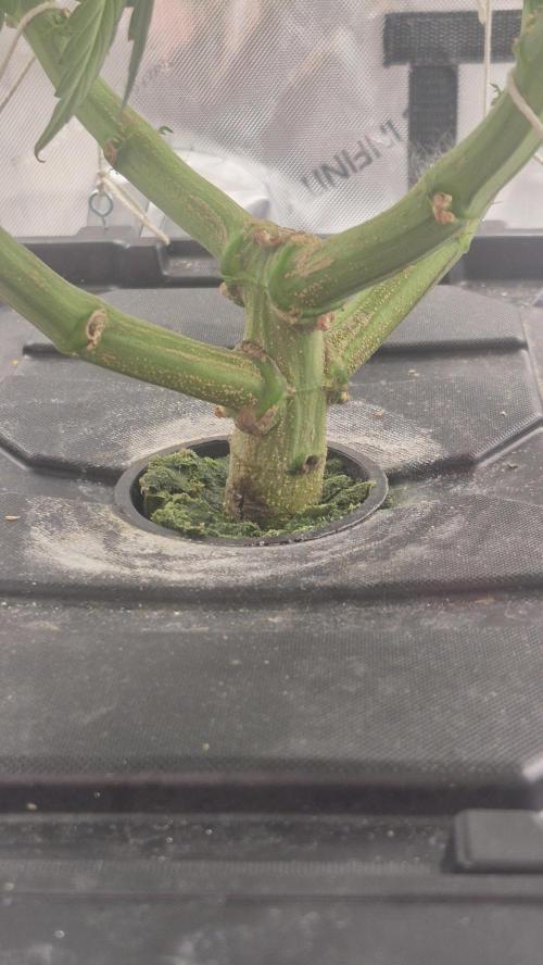 Canuk Seeds - RDWC. Week 12 - Wedding Cake
