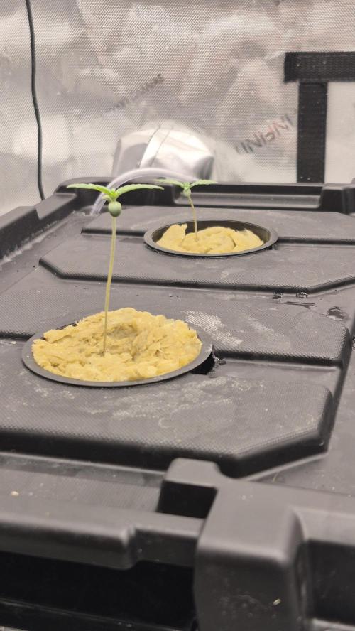 RDWC - Hindu Kush - seed propogation. Week 2