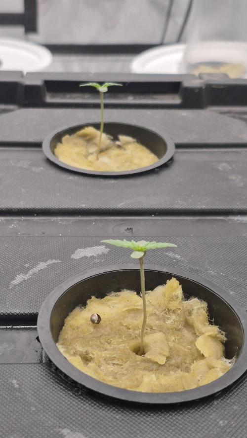 RDWC - Hindu Kush - seed propogation. Week 2