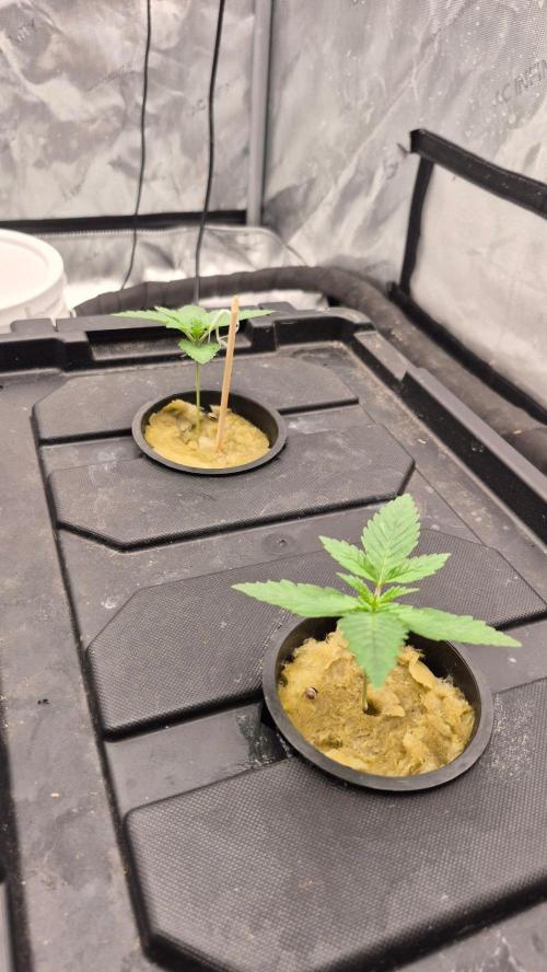 RDWC - Hindu Kush - seed propogation. Week 3