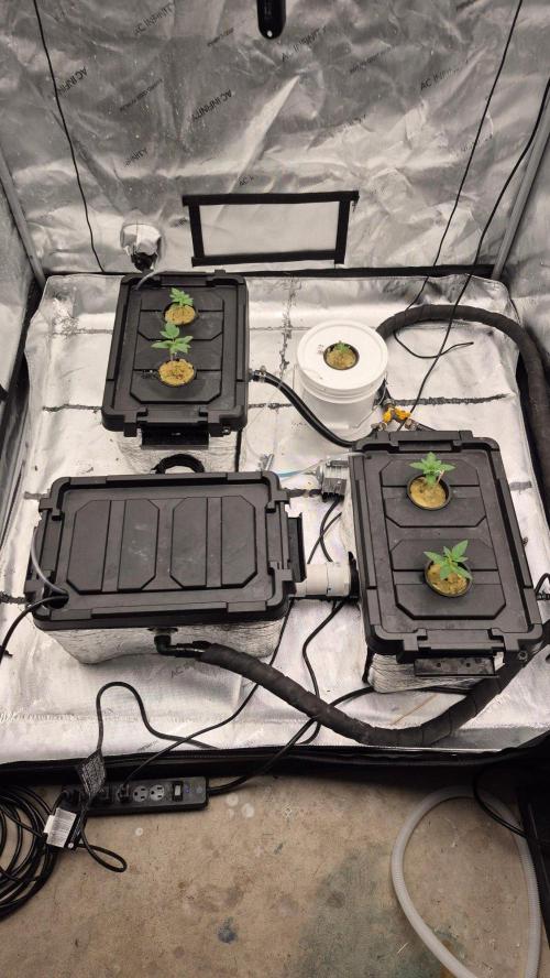 RDWC - Hindu Kush - seed propogation. Week 3