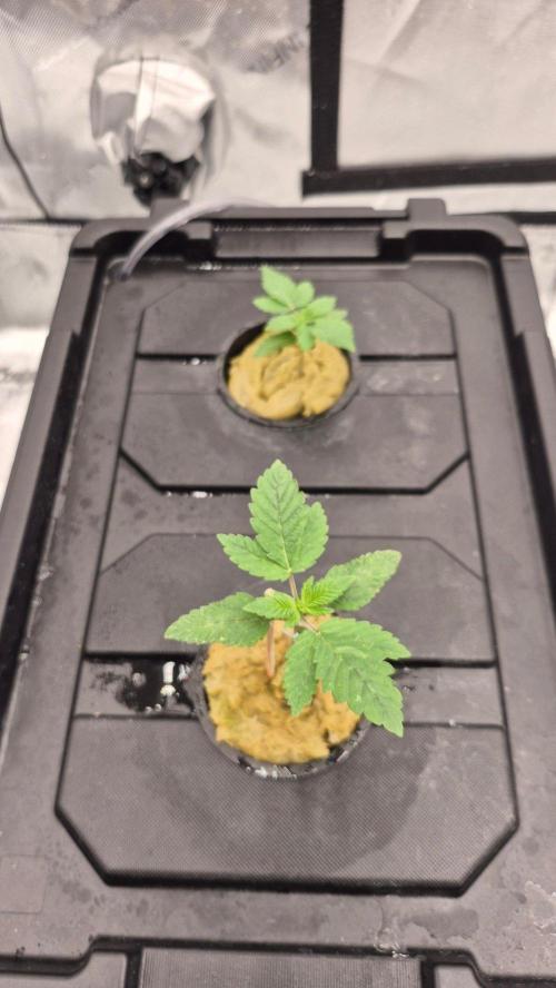 RDWC - Hindu Kush - seed propogation. Week 3