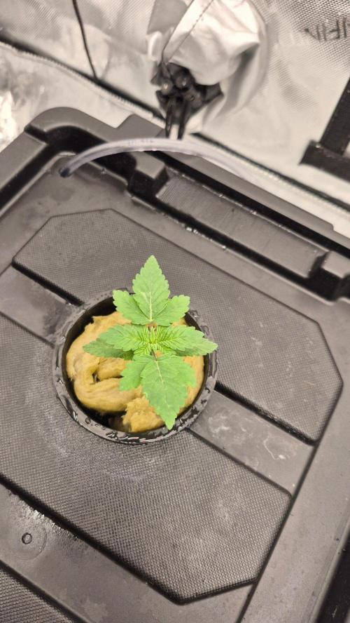 RDWC - Hindu Kush - seed propogation. Week 3