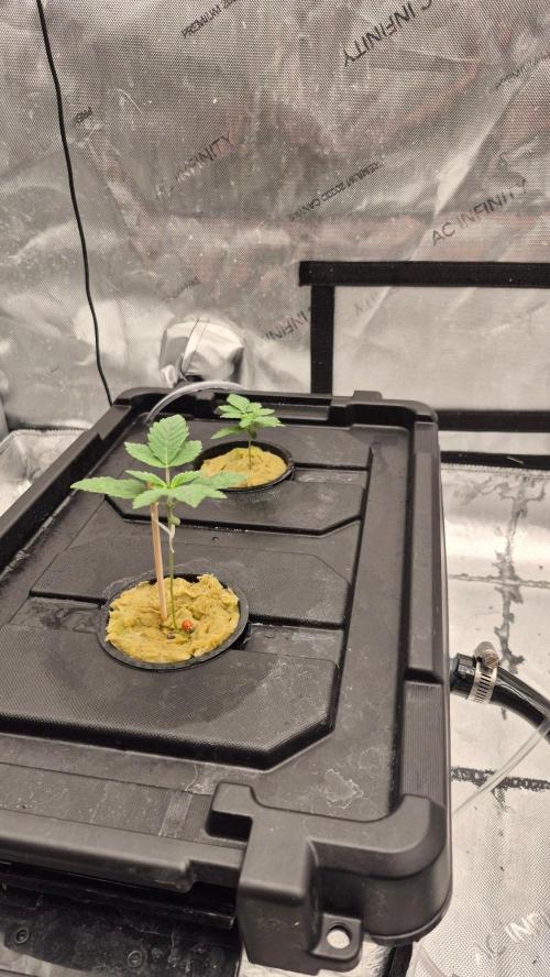 RDWC - Hindu Kush - seed propogation. Week 3