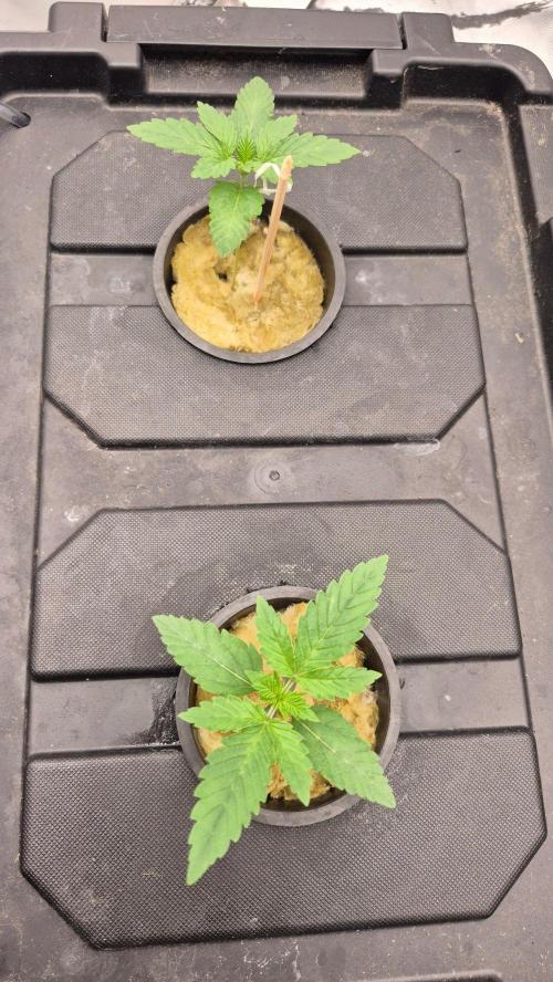 RDWC - Hindu Kush - seed propogation. Week 3
