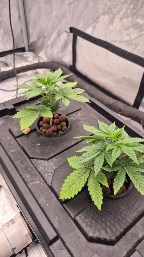 RDWC - Hindu Kush - seed propogation. Week 5