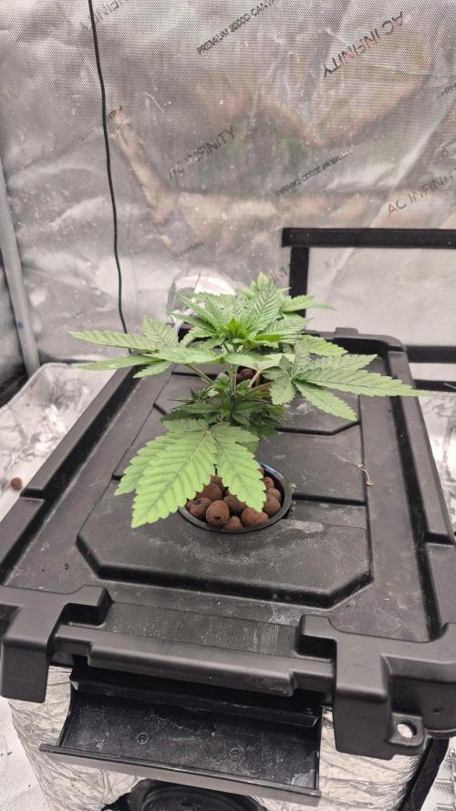 RDWC - Hindu Kush - seed propogation. Week 5