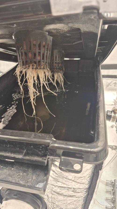 RDWC - Hindu Kush - seed propogation. Week 5