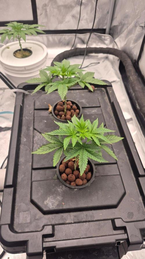RDWC - Hindu Kush - seed propogation. Week 5